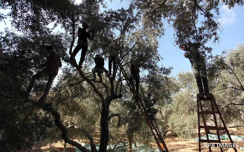 Palestinians pick olives during harvest season at a farm in Bureij refugee camp, central Gaza Strip, October 6, 2016. Photo by Ashraf Amra