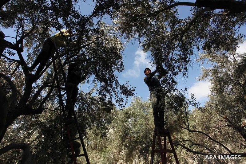 Palestinians pick olives during harvest season at a farm in Bureij refugee camp, central Gaza Strip, October 6, 2016. Photo by Ashraf Amra