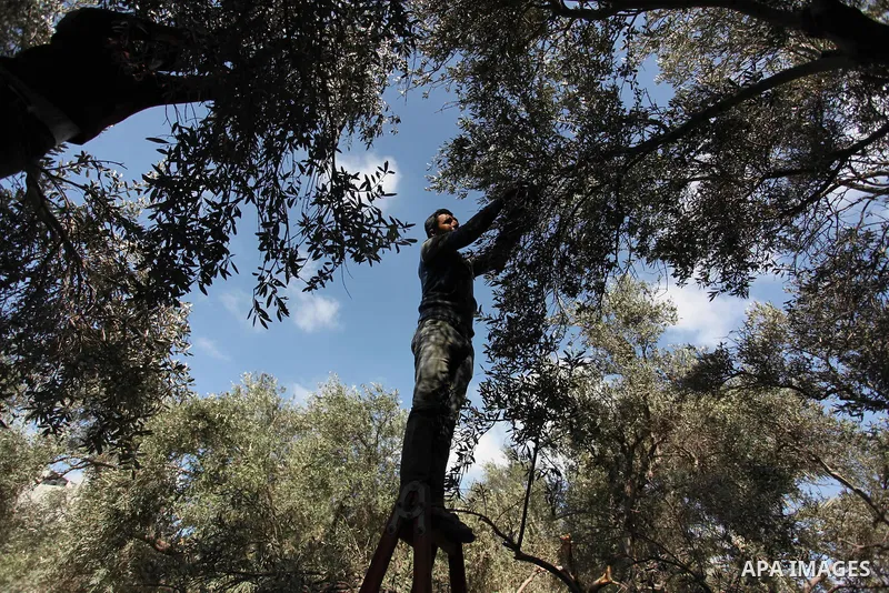 A Palestinian man picks olives during harvest season at a farm in Bureij refugee camp, central Gaza Strip, October 6, 2016. Photo by Ashraf Amra