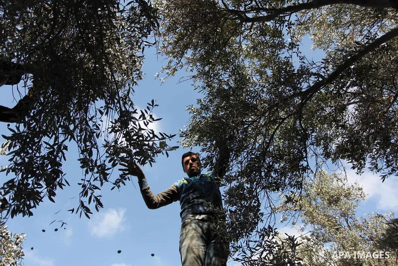 A Palestinian man picks olives during harvest season at a farm in Bureij refugee camp, central Gaza Strip, October 6, 2016. Photo by Ashraf Amra