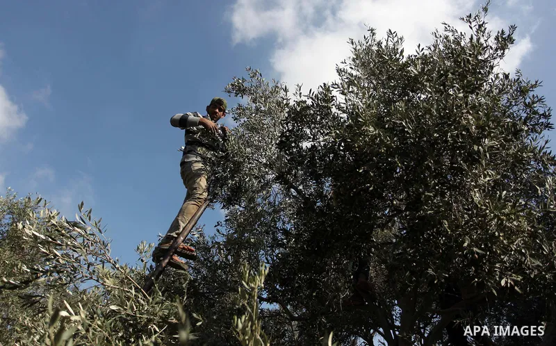 A Palestinian man picks olives during harvest season at a farm in Bureij refugee camp, central Gaza Strip, October 6, 2016. Photo by Ashraf Amra
