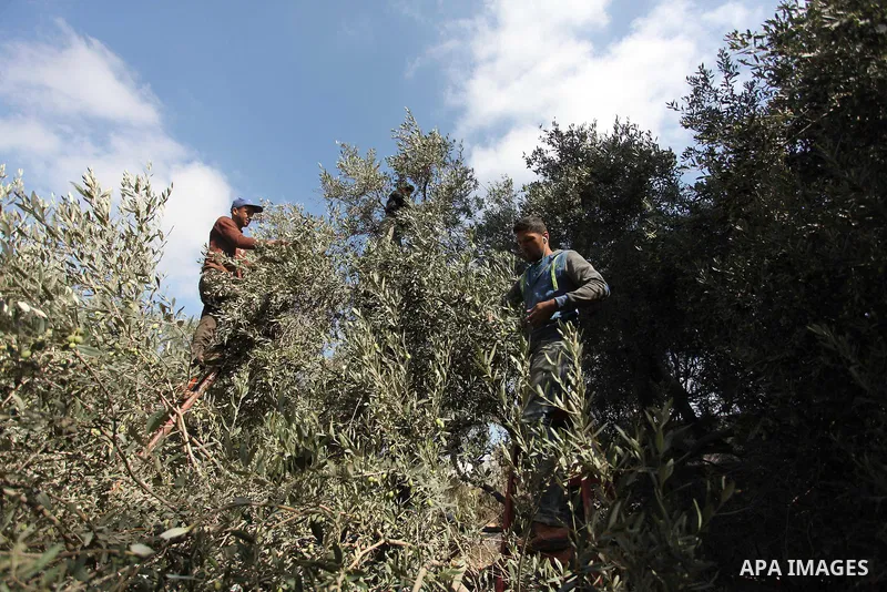Palestinians pick olives during harvest season at a farm in Bureij refugee camp, central Gaza Strip, October 6, 2016. Photo by Ashraf Amra