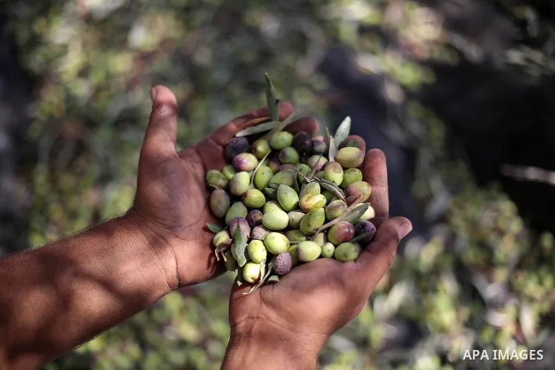 Palestinians pick olives during harvest season at a farm in the northern West Bank village of Beit Rima, near Ramallah on October 13, 2016. Photo by Shadi Hatem