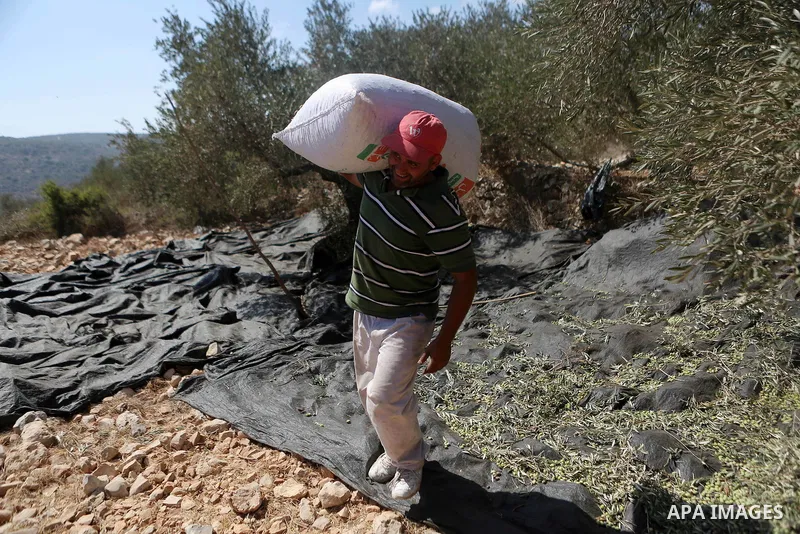Palestinians pick olives during harvest season at a farm in the northern West Bank village of Beit Rima, near Ramallah on October 13, 2016. Photo by Shadi Hatem