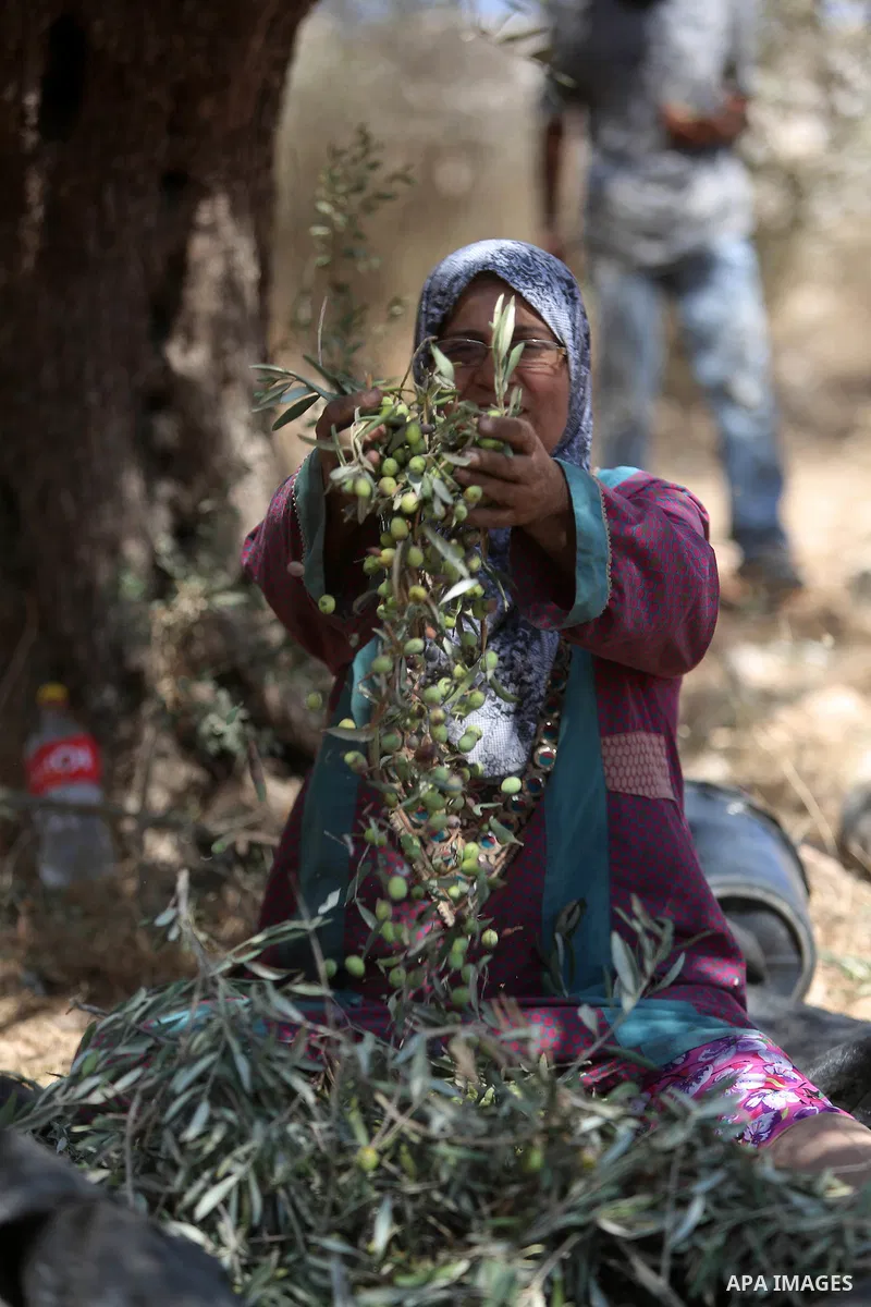 Palestinians pick olives during harvest season at a farm in the northern West Bank village of Beit Rima, near Ramallah on October 13, 2016. Photo by Shadi Hatem