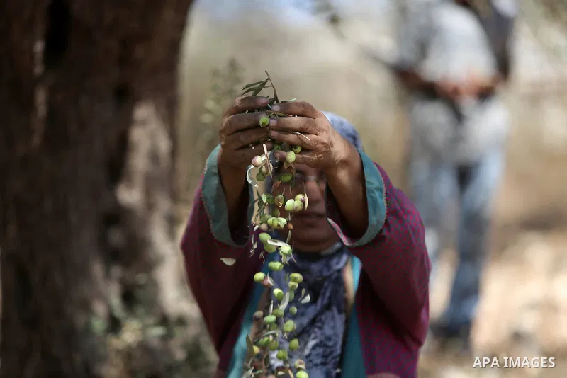Palestinians pick olives during harvest season at a farm in the northern West Bank village of Beit Rima, near Ramallah on October 13, 2016. Photo by Shadi Hatem