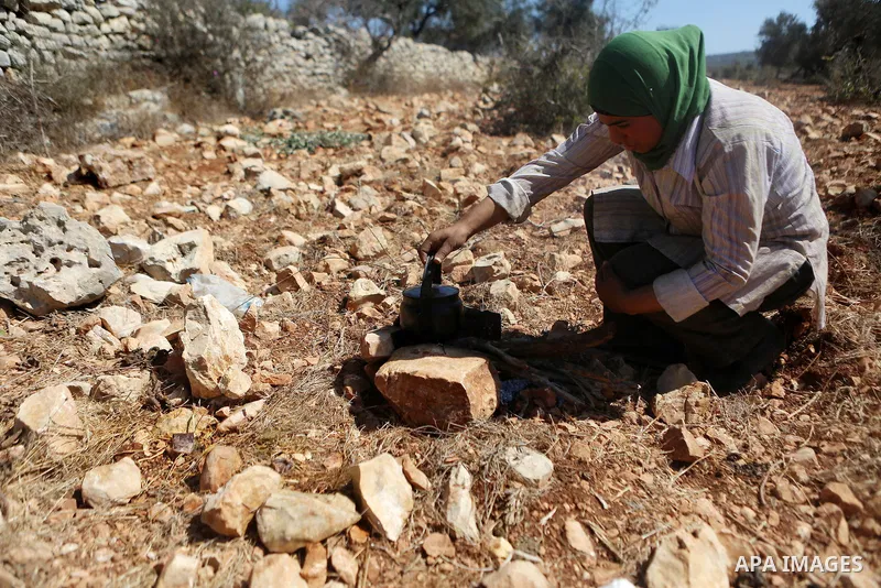 A Palestinian woman prepare a tea during a harvest season at a farm in the northern West Bank village of Beit Rima, near Ramallah on October 13, 2016. Photo by Shadi Hatem