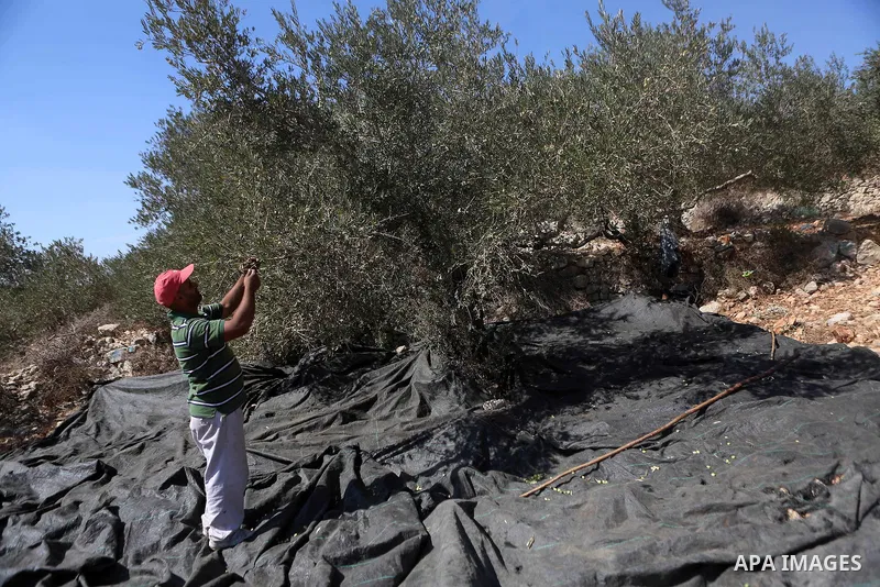 Palestinians pick olives during harvest season at a farm in the northern West Bank village of Beit Rima, near Ramallah on October 13, 2016. Photo by Shadi Hatem