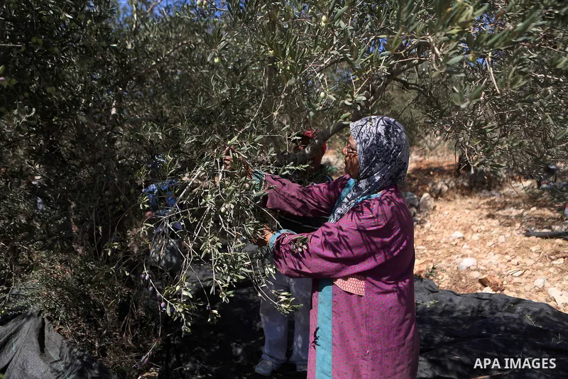 Palestinians pick olives during harvest season at a farm in the northern West Bank village of Beit Rima, near Ramallah on October 13, 2016. Photo by Shadi Hatem