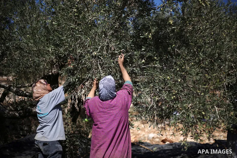 Palestinians pick olives during harvest season at a farm in the northern West Bank village of Beit Rima, near Ramallah on October 13, 2016. Photo by Shadi Hatem