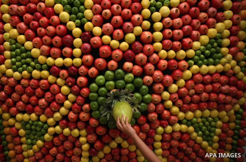 A member of the Samaritan sect decorates a traditional hut known as a sukkot with fruits and vegetables on Mount Gerizim, on the outskirts of the West Bank city of Nablus, October 13, 2016. A sukkot is a ritual hut used...