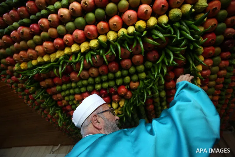 A member of the Samaritan sect decorates a traditional hut known as a sukkot with fruits and vegetables on Mount Gerizim, on the outskirts of the West Bank city of Nablus, October 13, 2016. A sukkot is a ritual hut used...