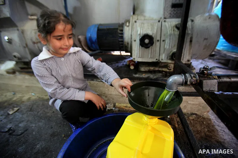 A Palestinian girl pours newly-made olive oil into a plastic container at an olive press in the West bank city of Nablus October 16, 2016. Photo by Nedal Eshtayah