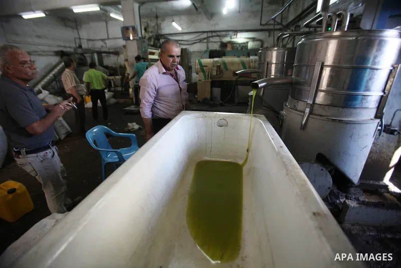 Fresh oil is seen at after crush olive at an olive press in the West bank city of Nablus October 16, 2016. Photo by Nedal Eshtayah