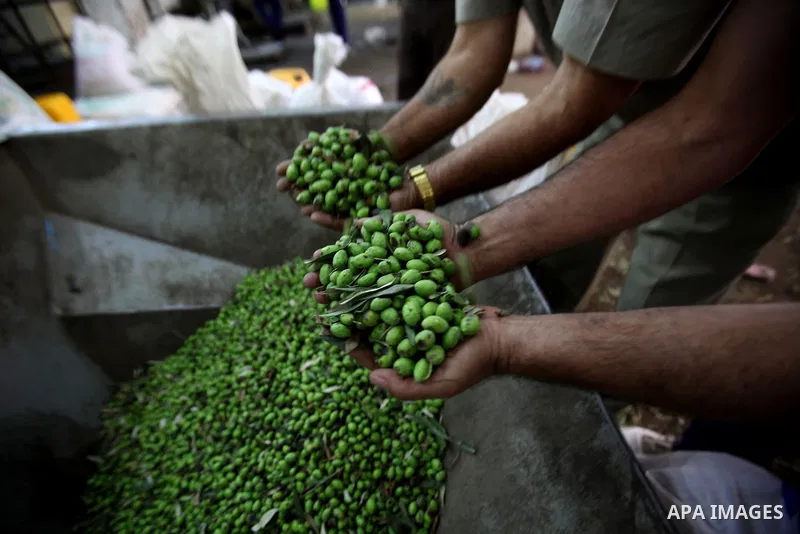 A Palestinian man sorts olives cleaned by a machine before pressing it to be made into oil at an olive press in the West bank city of Nablus October 16, 2016. Photo by Nedal Eshtayah