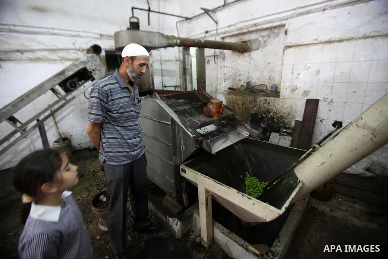 A Palestinian man sorts olives cleaned by a machine before pressing it to be made into oil at an olive press in the West bank city of Nablus October 16, 2016. Photo by Nedal Eshtayah