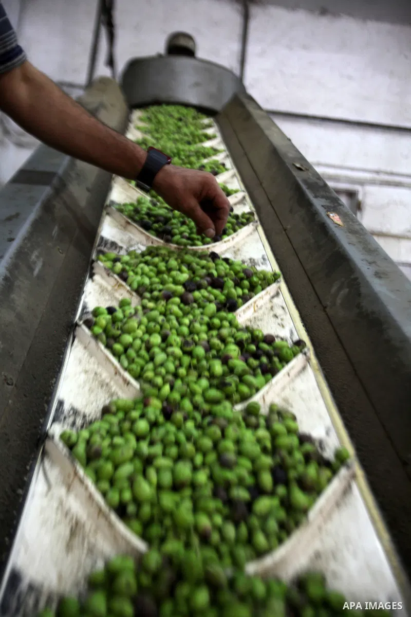 A Palestinian man sorts olives cleaned by a machine before pressing it to be made into oil at an olive press in the West bank city of Nablus October 16, 2016. Photo by Nedal Eshtayah