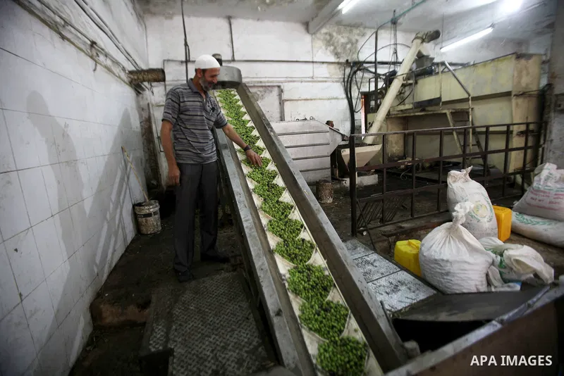 A Palestinian man sorts olives cleaned by a machine before pressing it to be made into oil at an olive press in the West bank city of Nablus October 16, 2016. Photo by Nedal Eshtayah