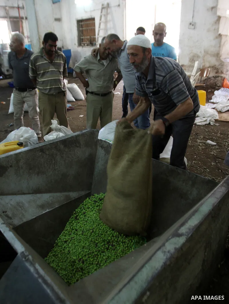 A Palestinian man sorts olives cleaned by a machine before pressing it to be made into oil at an olive press in the West bank city of Nablus October 16, 2016. Photo by Nedal Eshtayah