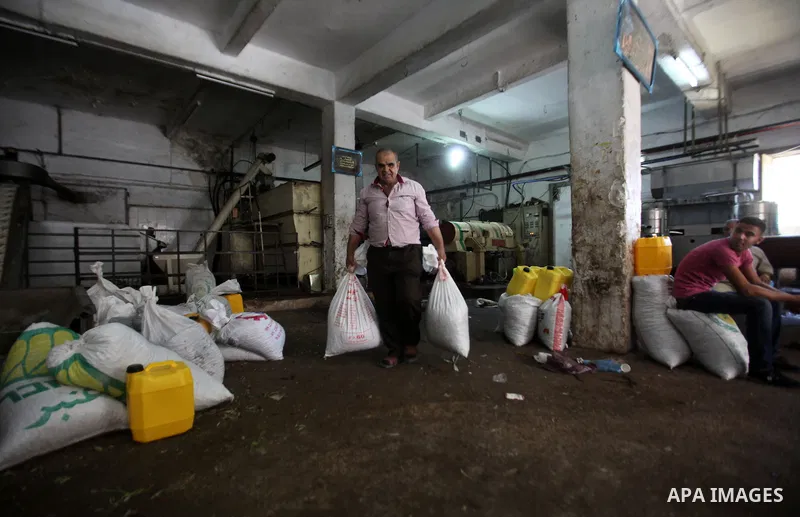 A Palestinian man sorts olives cleaned by a machine before pressing it to be made into oil at an olive press in the West bank city of Nablus October 16, 2016. Photo by Nedal Eshtayah