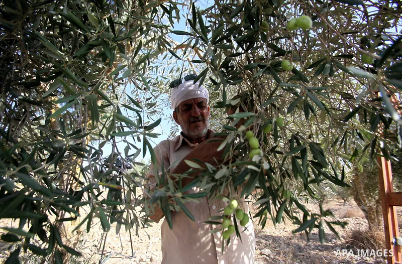 A Palestinian man picks olives during harvest season at a farm in the West Bank village of Burin, near Nablus, October 18, 2016. Photo by Nedal Eshtayah
