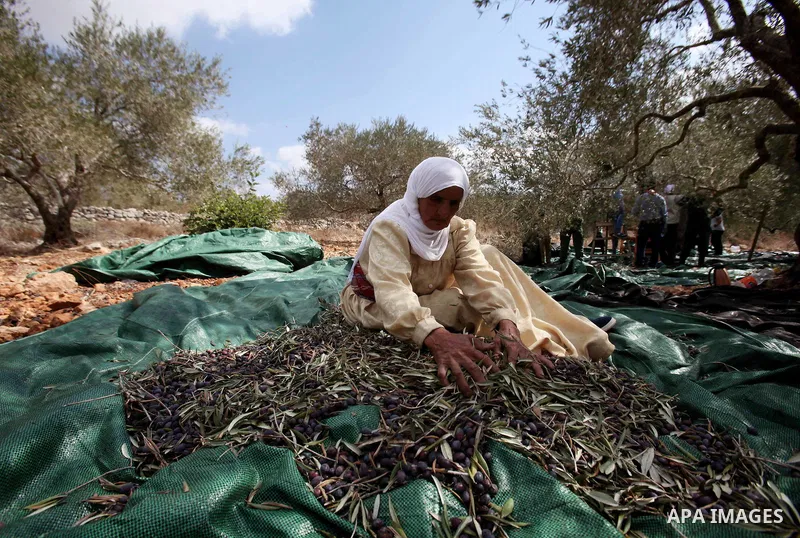 A Palestinian woman picks olives during harvest season at a farm in the West Bank city of Nablus, October 19, 2016. Photo by Nedal Eshtayah