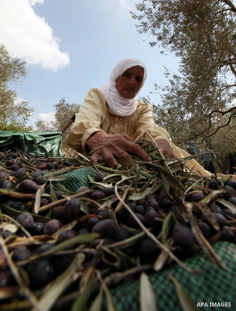 A Palestinian woman picks olives during harvest season at a farm in the West Bank city of Nablus, October 19, 2016. Photo by Nedal Eshtayah