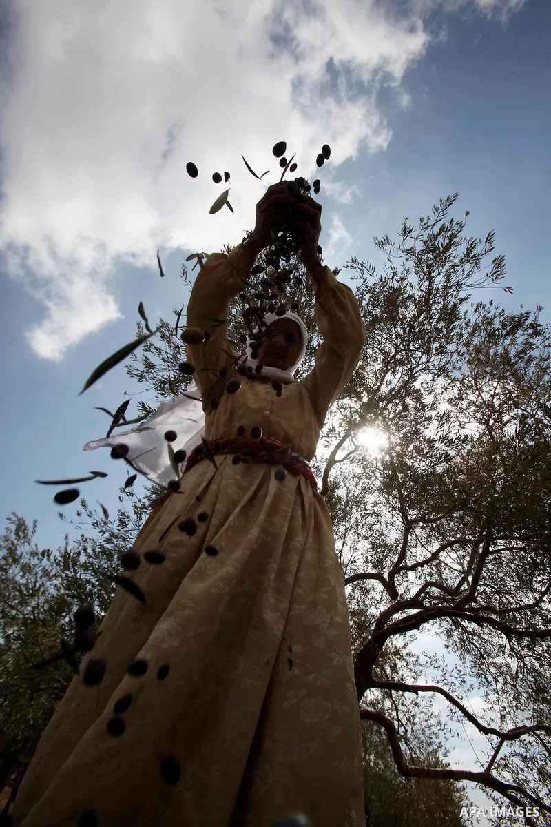 A Palestinian woman picks olives during harvest season at a farm in the West Bank city of Nablus, October 19, 2016. Photo by Nedal Eshtayah