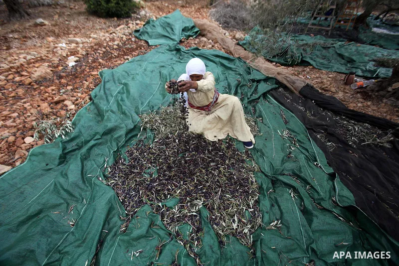 A Palestinian woman picks olives during harvest season at a farm in the West Bank city of Nablus, October 19, 2016. Photo by Nedal Eshtayah
