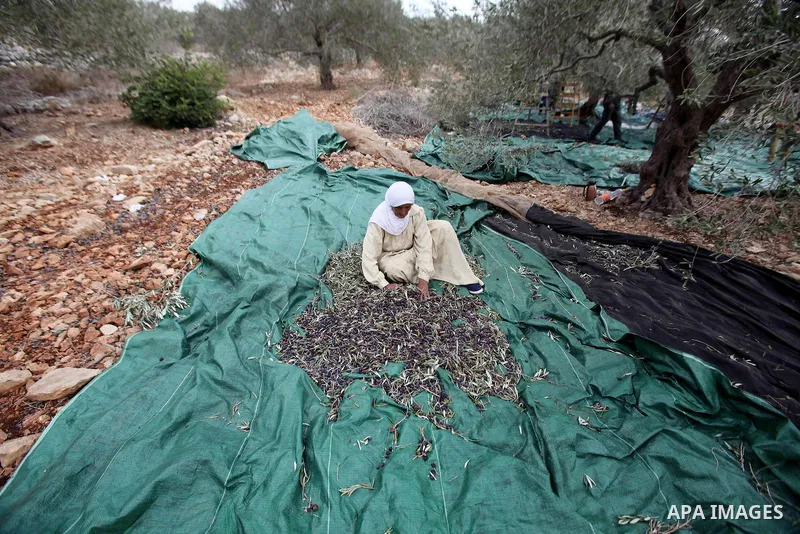 A Palestinian woman picks olives during harvest season at a farm in the West Bank city of Nablus, October 19, 2016. Photo by Nedal Eshtayah