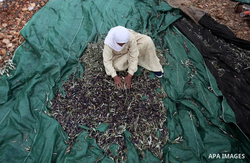 A Palestinian woman picks olives during harvest season at a farm in the West Bank city of Nablus, October 19, 2016. Photo by Nedal Eshtayah