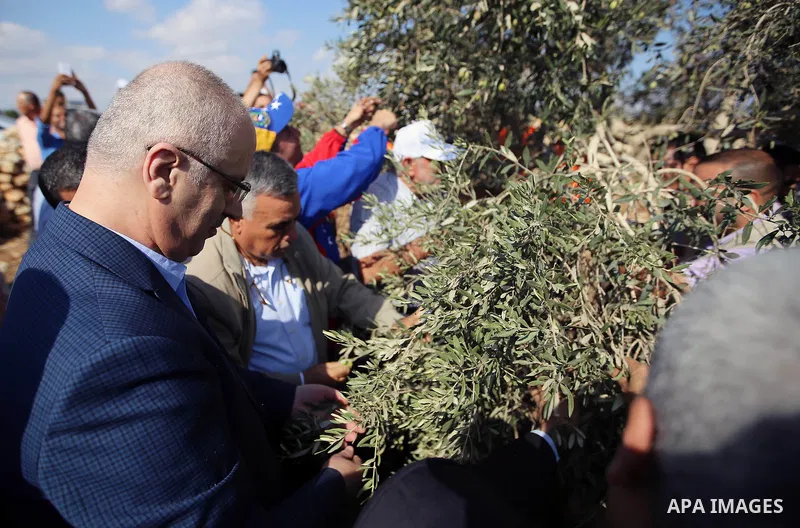 Palestinian Prime Minister Rami Hamdallah takes part during harvest season at a farm in the West Bank city of Qalqilya, on Oct. 22, 2016. Photo by Prime Minister Office