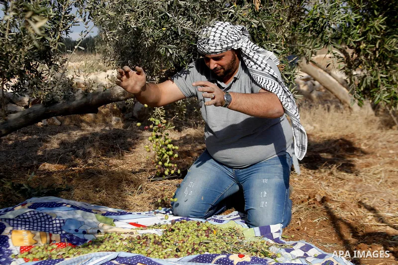 A Palestinian man picks olives during harvest season at a farm in the West Bank village of Sourif near Hebron, October 22, 2016. Photo by Wisam Hashlamoun