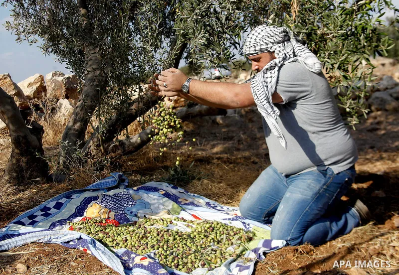 A Palestinian man picks olives during harvest season at a farm in the West Bank village of Sourif near Hebron, October 22, 2016. Photo by Wisam Hashlamoun