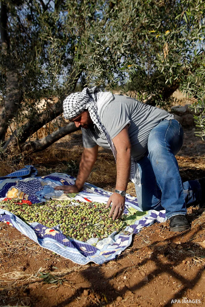 A Palestinian man picks olives during harvest season at a farm in the West Bank village of Sourif near Hebron, October 22, 2016. Photo by Wisam Hashlamoun