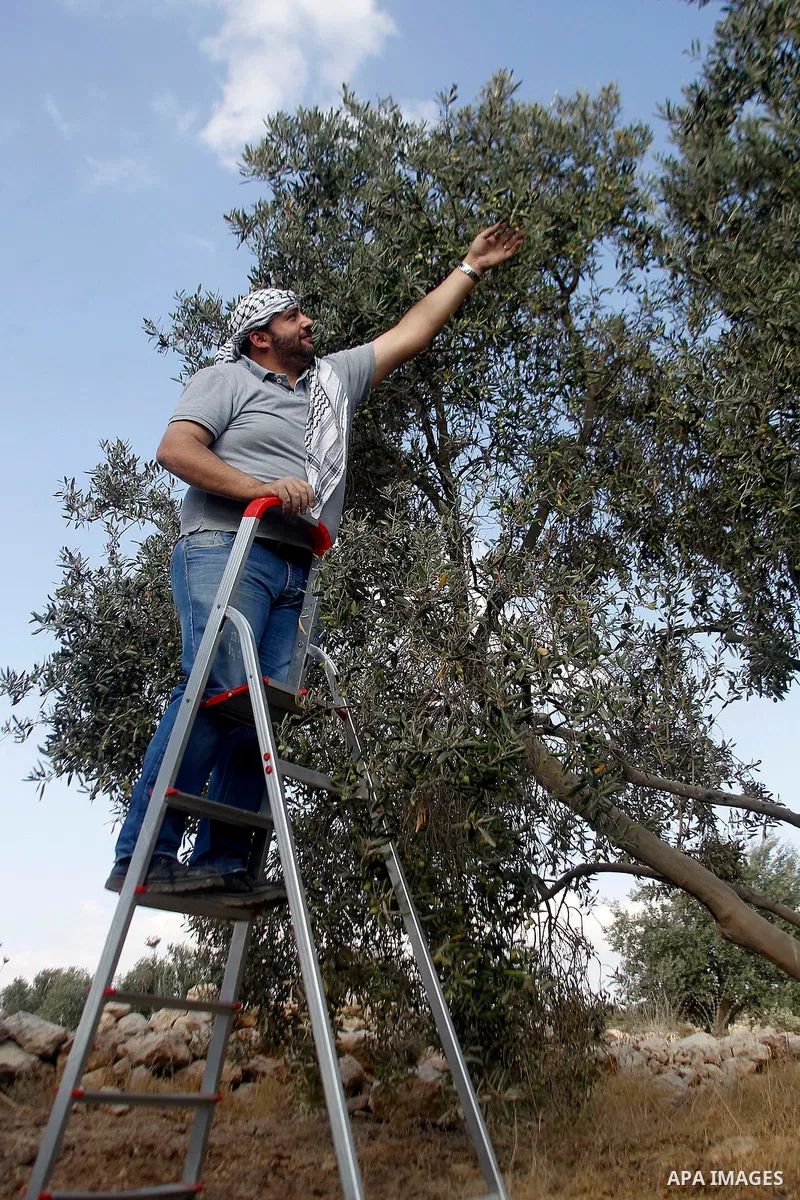 A Palestinian man picks olives during harvest season at a farm in the West Bank village of Sourif near Hebron, October 22, 2016. Photo by Wisam Hashlamoun