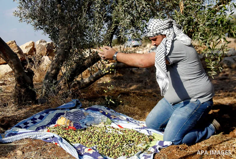 A Palestinian man picks olives during harvest season at a farm in the West Bank village of Sourif near Hebron, October 22, 2016. Photo by Wisam Hashlamoun