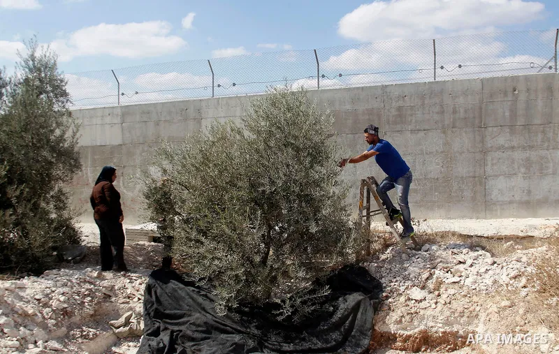 A Palestinian man picks olives during harvest season at his farm near the Israeli controversial separation wall in the village of Beit Awwa, west of the West Bank town of Hebron, on Oct. 23, 2016. Photo by Wisam Hashlamo...