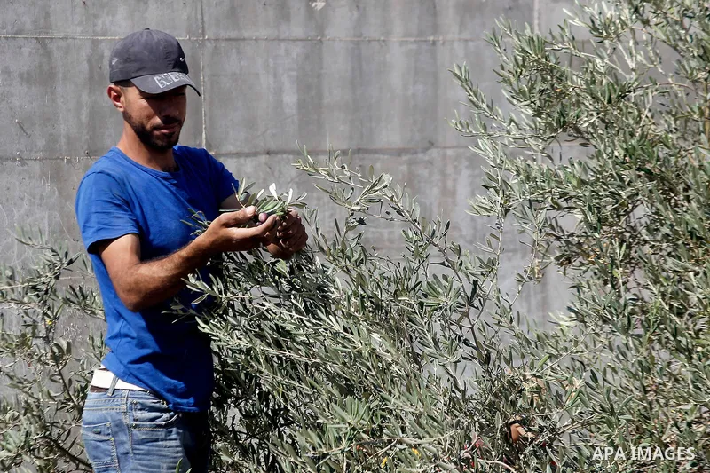 A Palestinian man picks olives during harvest season at his farm near the Israeli controversial separation wall in the village of Beit Awwa, west of the West Bank town of Hebron, on Oct. 23, 2016. Photo by Wisam Hashlamo...