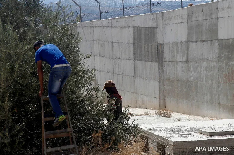 A Palestinian man picks olives during harvest season at his farm near the Israeli controversial separation wall in the village of Beit Awwa, west of the West Bank town of Hebron, on Oct. 23, 2016. Photo by Wisam Hashlamo...