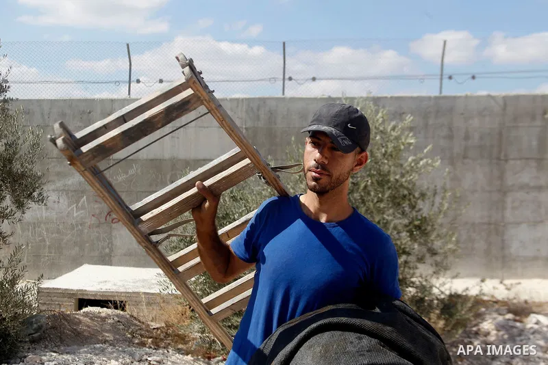 A Palestinian man picks olives during harvest season at his farm near the Israeli controversial separation wall in the village of Beit Awwa, west of the West Bank town of Hebron, on Oct. 23, 2016. Photo by Wisam Hashlamo...
