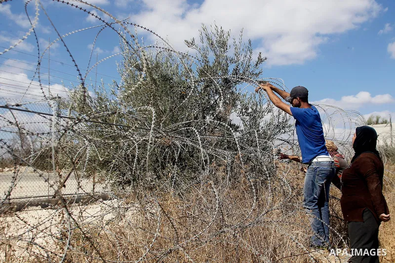 A Palestinian man picks olives during harvest season at his farm near the Israeli controversial separation wall in the village of Beit Awwa, west of the West Bank town of Hebron, on Oct. 23, 2016. Photo by Wisam Hashlamo...