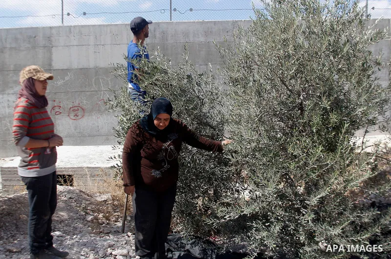 A Palestinian man picks olives during harvest season at his farm near the Israeli controversial separation wall in the village of Beit Awwa, west of the West Bank town of Hebron, on Oct. 23, 2016. Photo by Wisam Hashlamo...