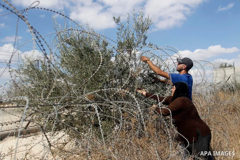 A Palestinian man picks olives during harvest season at his farm near the Israeli controversial separation wall in the village of Beit Awwa, west of the West Bank town of Hebron, on Oct. 23, 2016. Photo by Wisam Hashlamo...