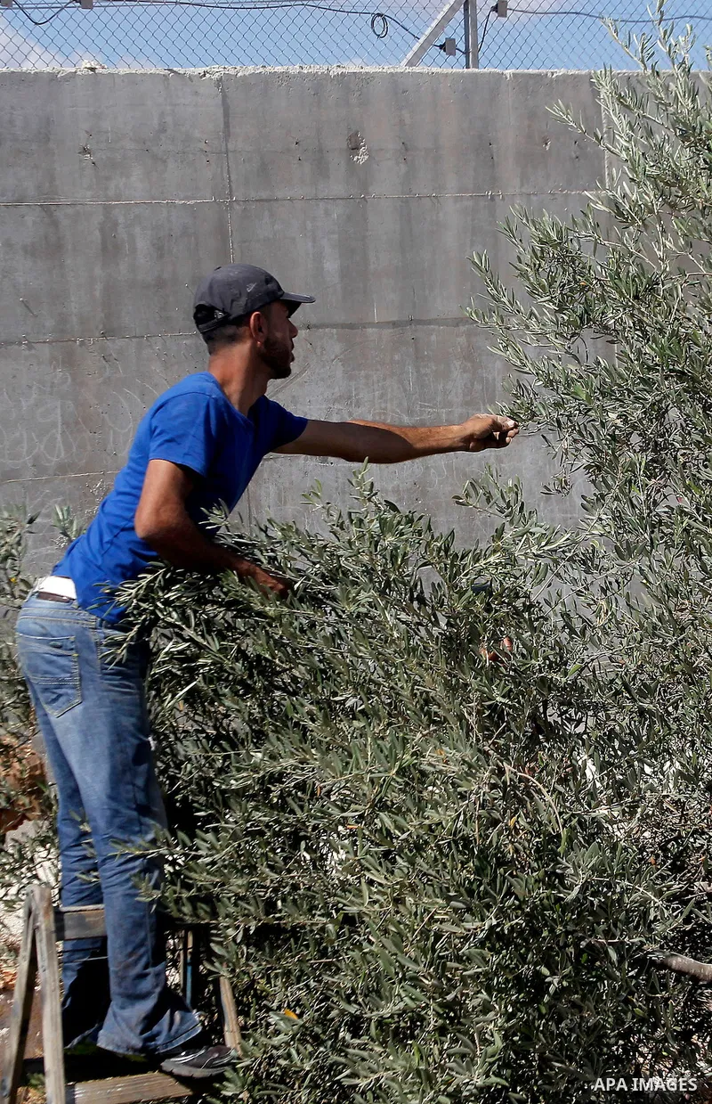 A Palestinian man picks olives during harvest season at his farm near the Israeli controversial separation wall in the village of Beit Awwa, west of the West Bank town of Hebron, on Oct. 23, 2016. Photo by Wisam Hashlamo...