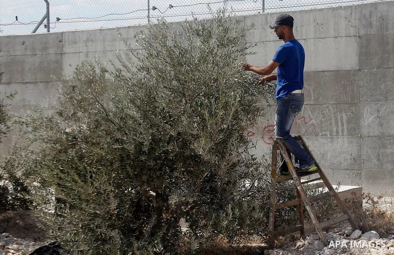 A Palestinian man picks olives during harvest season at his farm near the Israeli controversial separation wall in the village of Beit Awwa, west of the West Bank town of Hebron, on Oct. 23, 2016. Photo by Wisam Hashlamo...