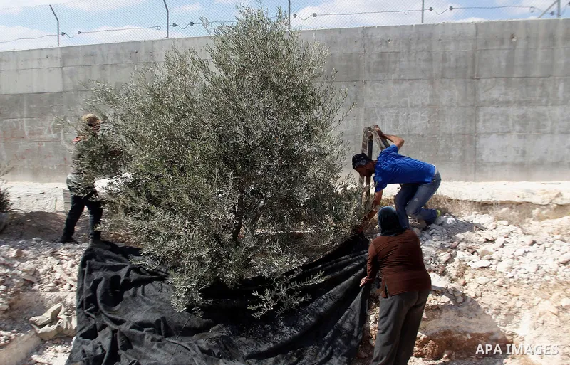 A Palestinian man picks olives during harvest season at his farm near the Israeli controversial separation wall in the village of Beit Awwa, west of the West Bank town of Hebron, on Oct. 23, 2016. Photo by Wisam Hashlamo...