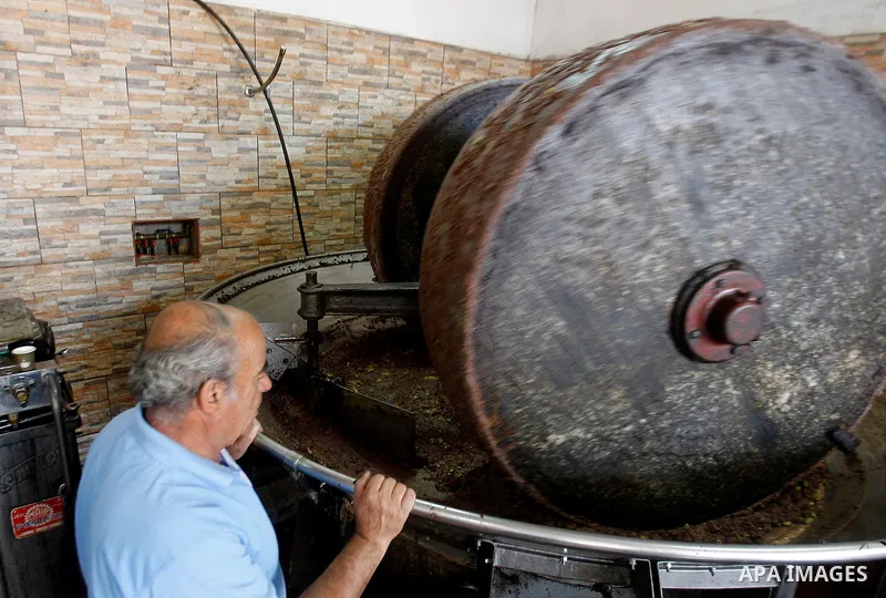 A Palestinian man presses olives by a machine to be made into oil at an olive press in the West Bank city of Beit Jala on October 27, 2016. Photo by Wisam Hashlamoun