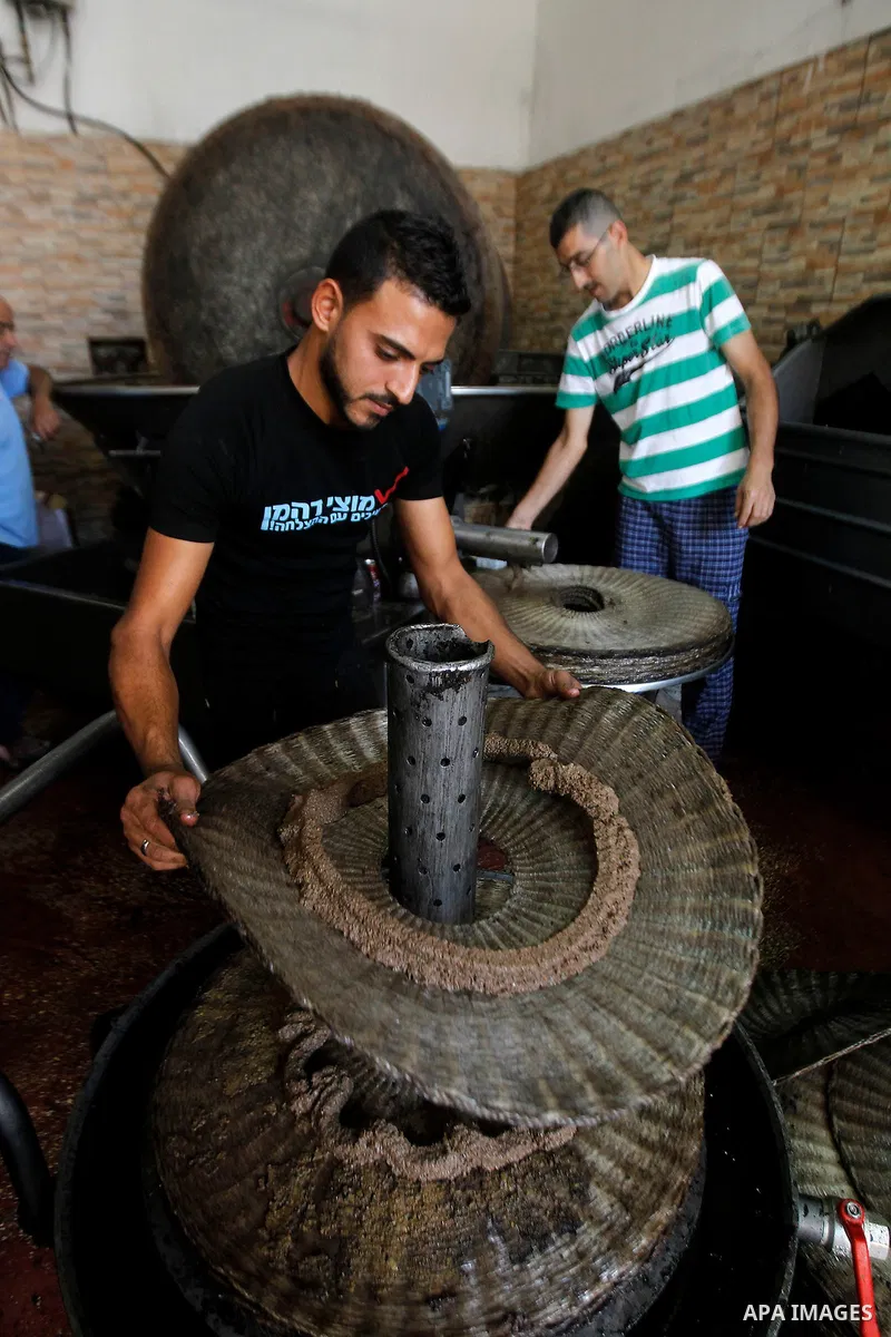 A Palestinian man carries a sheet of ground olives to be made into oil at an olive press in the West Bank city of Beit Jala on October 27, 2016. Photo by Wisam Hashlamoun