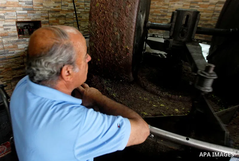 A Palestinian man presses olives by a machine to be made into oil at an olive press in the West Bank city of Beit Jala on October 27, 2016. Photo by Wisam Hashlamoun